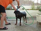 BAIN - ROTTWEILER 071
